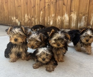 Yorkshire Terrier Puppy for Sale in SANTA MARIA, California USA