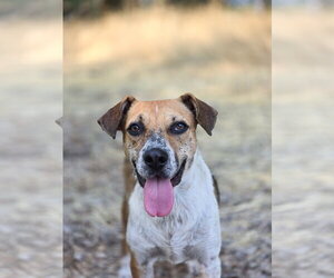 Samie - Male Mutt Dog for Adoption - Photo #19