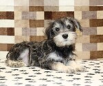 Small #1 Schnauzer (Miniature)