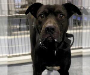 American Staffordshire Terrier-Unknown Mix Dogs for adoption in San Antonio, TX, USA