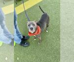Small American Pit Bull Terrier Mix