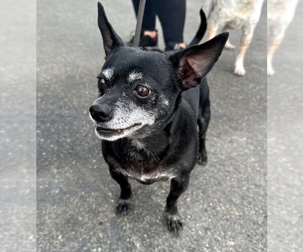 Medium Photo #2 Chihuahua-Unknown Mix Puppy For Sale in Lake Forest, CA, USA