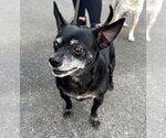 Small #1 Chihuahua Mix