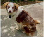 Small #2 Australian Shepherd