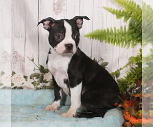 Boston Terrier Puppy for sale in PENNS CREEK, PA, USA