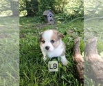 Puppy Jake Teal Pembroke Welsh Corgi