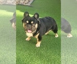Small Photo #1 French Bulldog Puppy For Sale in LAS VEGAS, NV, USA