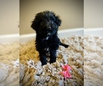 Small Photo #1 Aussiedoodle Puppy For Sale in CROSSVILLE, TN, USA
