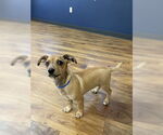 Small #1 Mutt