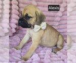 Small #7 Cane Corso