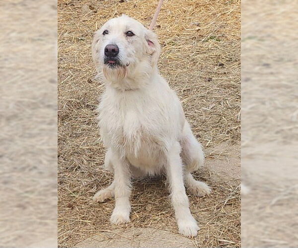 Medium Photo #4 Labradoodle Puppy For Sale in Wetumpka, AL, USA