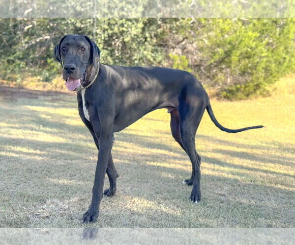 Medium Photo #1 Great Dane Puppy For Sale in PIPE CREEK, TX, USA