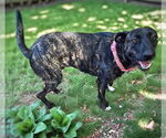 Small #8 Dutch Shepherd  Mix