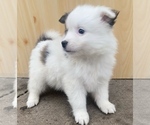 Small Photo #3 American Eskimo Dog-Australian Cattle Dog Mix Puppy For Sale in NILES, MI, USA