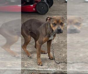 Mutt Dogs for adoption in Houston, TX, USA