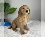 Small #3 Goldendoodle (Miniature)