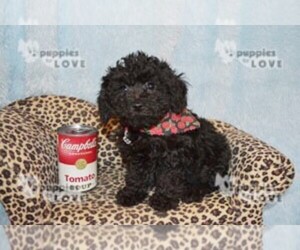 Poodle (Toy) Puppy for sale in SANGER, TX, USA