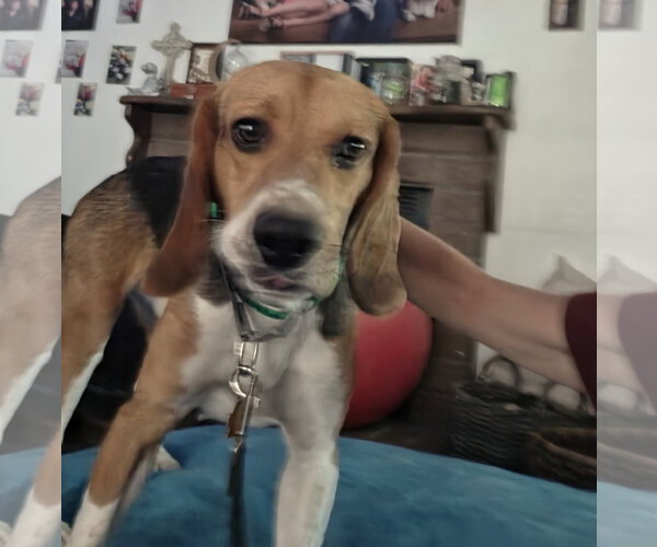 Medium Photo #13 Beagle Puppy For Sale in Las Vegas, NV, USA