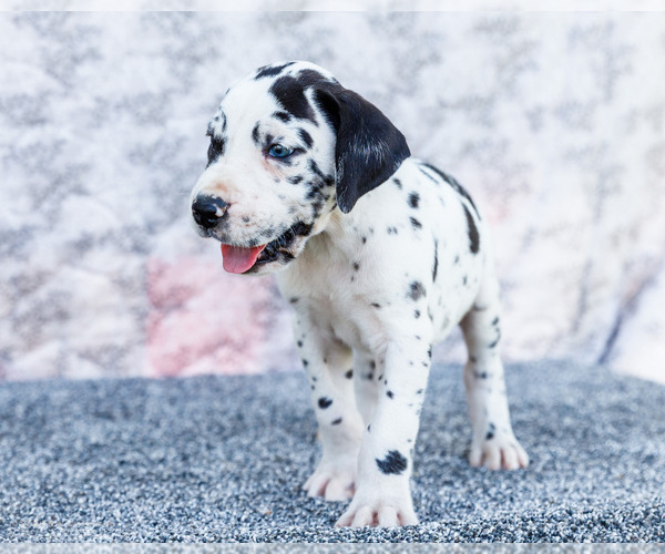 Medium Photo #7 Great Dane Puppy For Sale in WAKARUSA, IN, USA