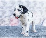 Small #5 Great Dane