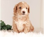 Small Photo #1 Miniature Bernedoodle Puppy For Sale in KILLINGER, PA, USA