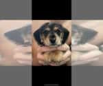 Puppy 2 Dachshund-Morkie Mix