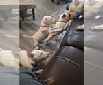 Small Bull Terrier