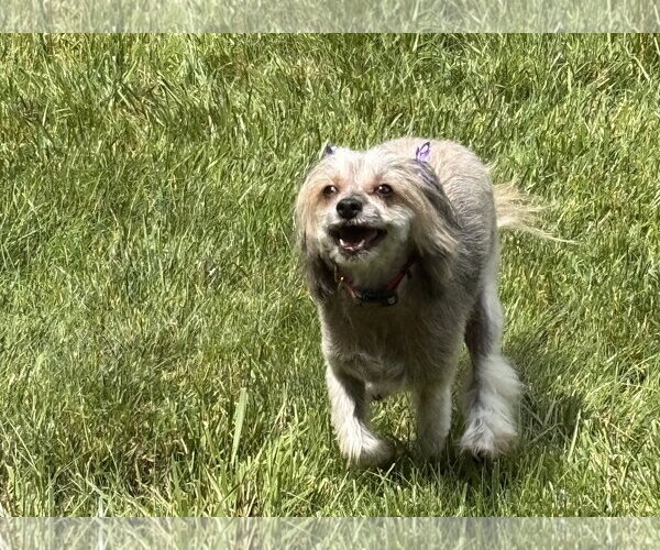 Medium Photo #2 Mutt Puppy For Sale in Erie, MI, USA