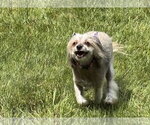 Small #1 Mutt
