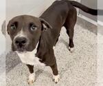 Small #1 American Pit Bull Terrier