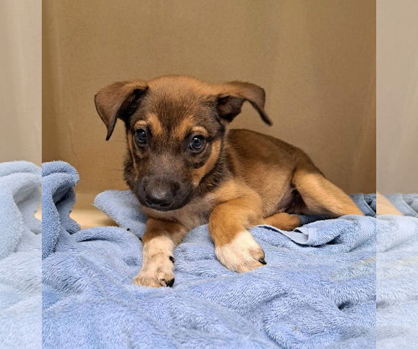 Medium Photo #1 Mutt Puppy For Sale in Clarkesville, GA, USA