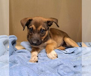 Mutt Dogs for adoption in Clarkesville, GA, USA