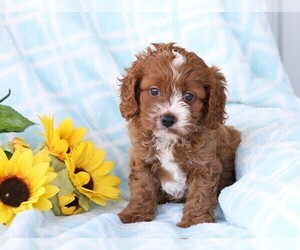 Cavapoo Puppy for sale in FREDERICKSBG, OH, USA