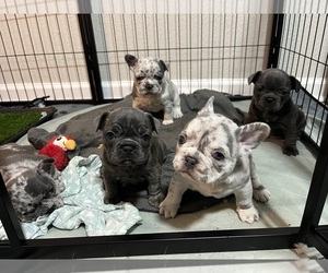 French Bulldog Litter for sale in HURST, TX, USA