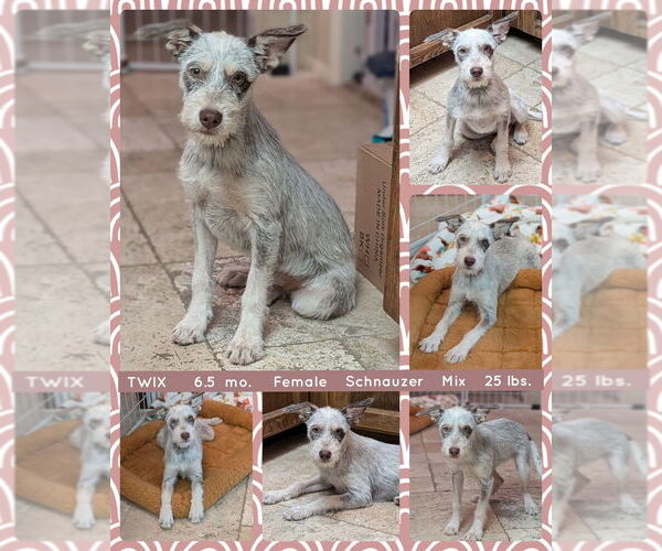 Medium Photo #2 Mutt Puppy For Sale in Mesa, AZ, USA