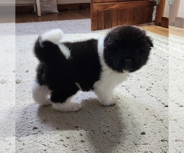 Medium Photo #5 Akita Puppy For Sale in STRAFFORD, MO, USA