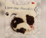 Small Photo #40 Pomsky Puppy For Sale in RAMONA, CA, USA