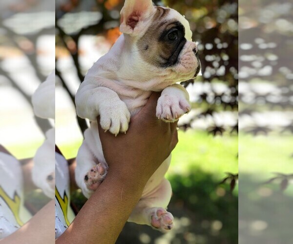 Medium Photo #10 French Bulldog Puppy For Sale in READING, PA, USA