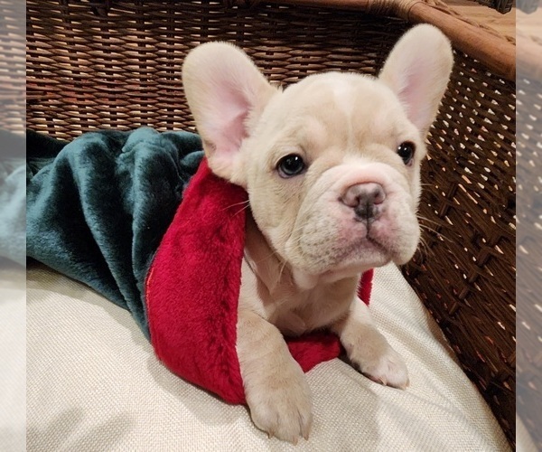 Medium Photo #1 French Bulldog Puppy For Sale in SNOHOMISH, WA, USA