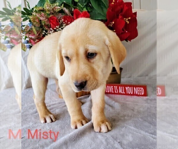 Medium Photo #5 Labrador Retriever Puppy For Sale in CATO, NY, USA