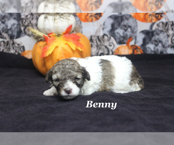 Medium Photo #8 Poodle (Toy) Puppy For Sale in CHANUTE, KS, USA