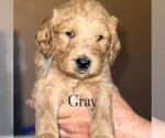 Puppy 4 Double Doodle
