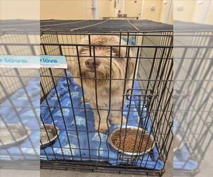 Aussiedoodle Dogs for adoption in Texas City, TX, USA