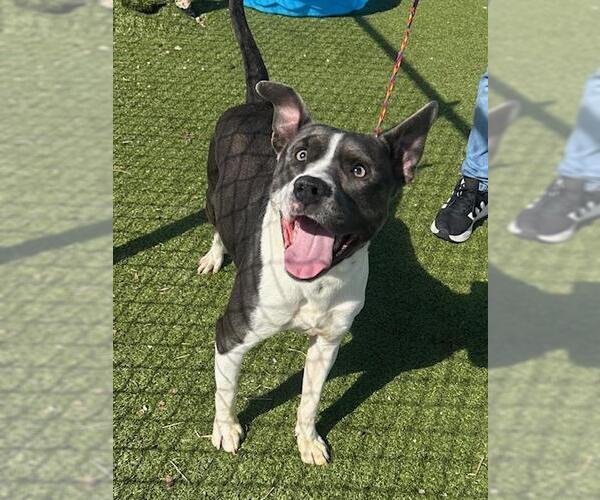 Medium Photo #1 American Pit Bull Terrier Puppy For Sale in Pasadena, TX, USA