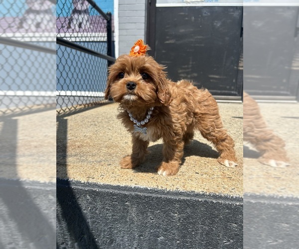 Medium Photo #1 Cavapoo (Toy) Puppy For Sale in RANDOLPH, MA, USA