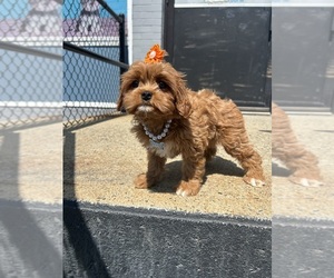 Cavapoo (Toy) Puppy for sale in RANDOLPH, MA, USA