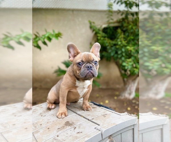 Medium Photo #20 French Bulldog Puppy For Sale in BIRMINGHAM, AL, USA