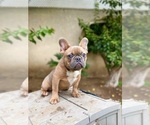Small Photo #20 French Bulldog Puppy For Sale in BIRMINGHAM, AL, USA