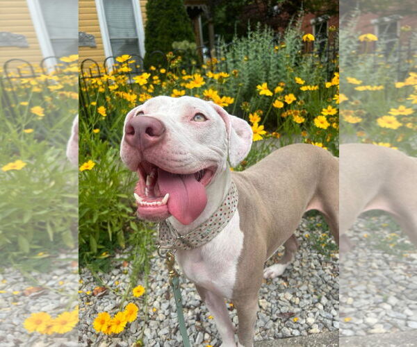 Medium Photo #30 American Pit Bull Terrier-Unknown Mix Puppy For Sale in Germantown, OH, USA