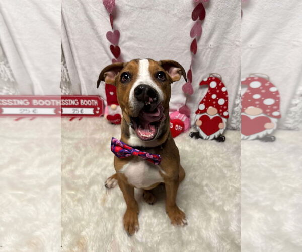 Medium Photo #15 American Bulldog-Unknown Mix Puppy For Sale in Germantown, OH, USA